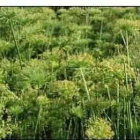 Cyperus Haspan - Dwarf Papyrus (Bare Root)